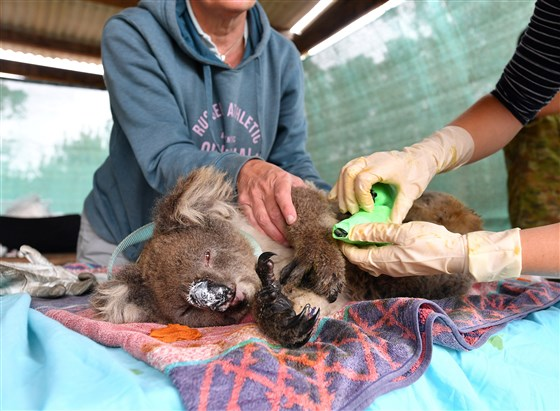 Australia in Crisis: Worst Bushfire Season in 10 Years