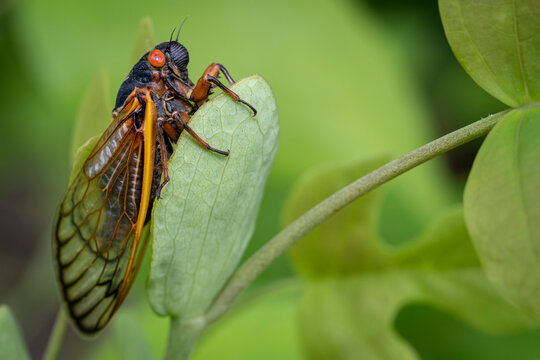 Cicada Filled Summer