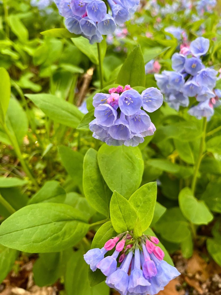 Bluebell Festivals