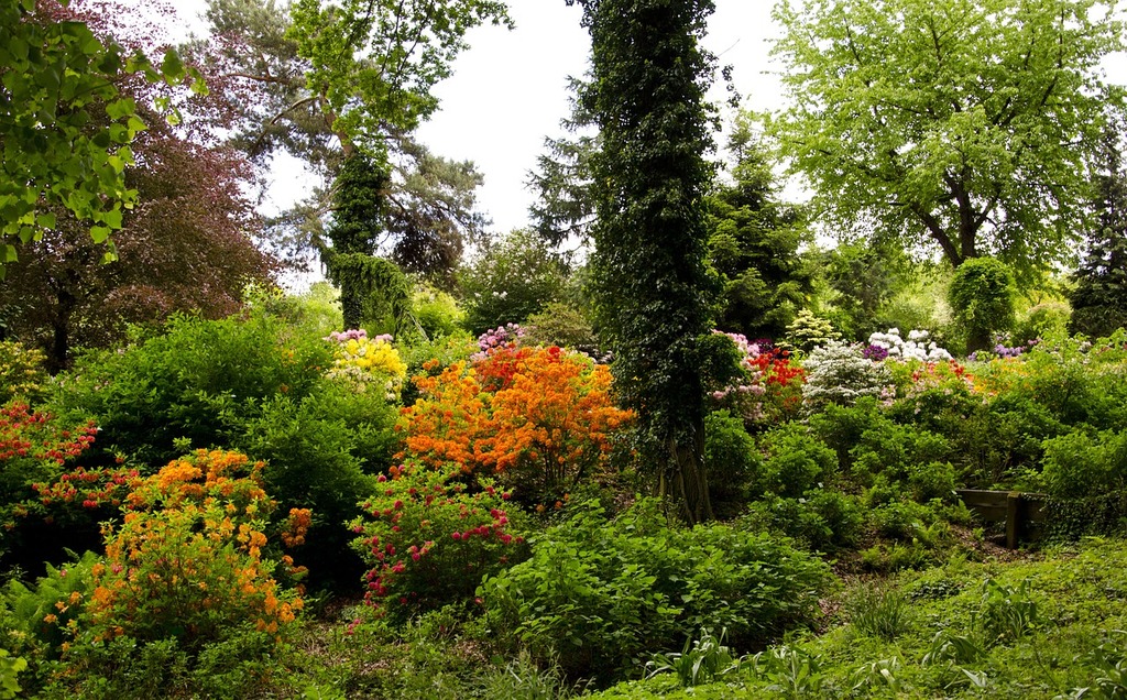 Briar Blooming