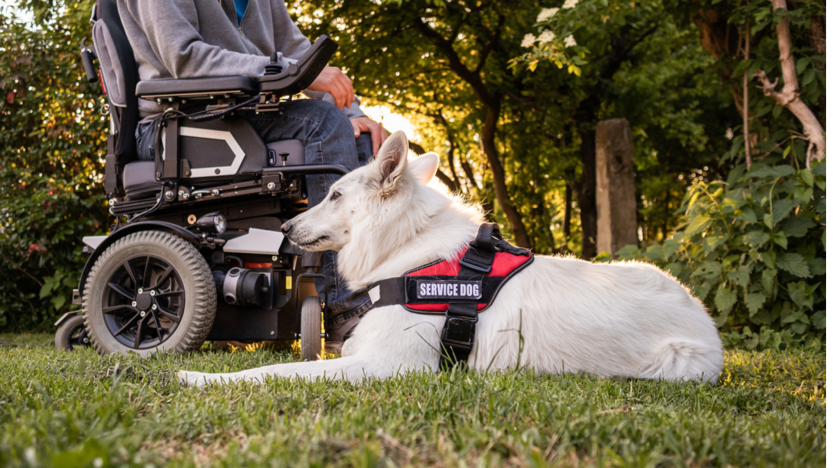 "Man with disability with his service dog using electric wheelchair" by 24K-Production via Adobe Stock