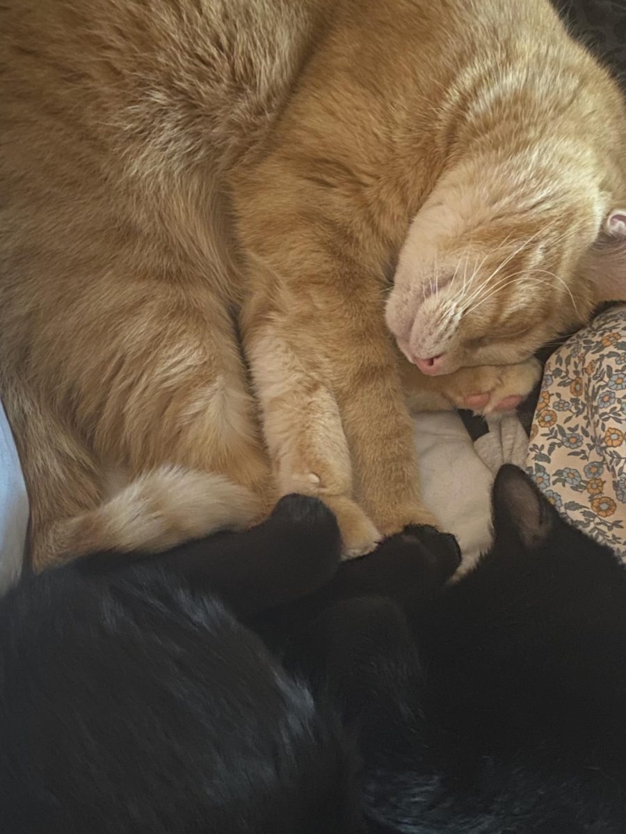 "Tiger and Luna" by Emily Sprague